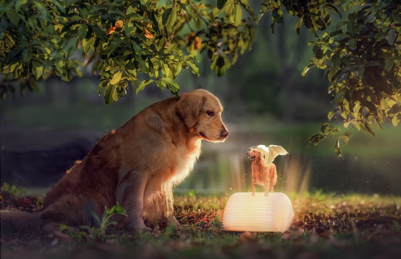 宠物 动物 狗 创意 后期 纪念photo preview