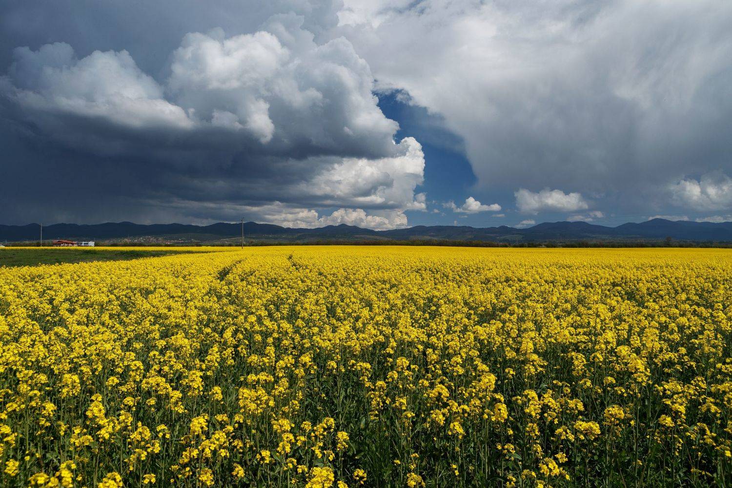 , Александър Сандев