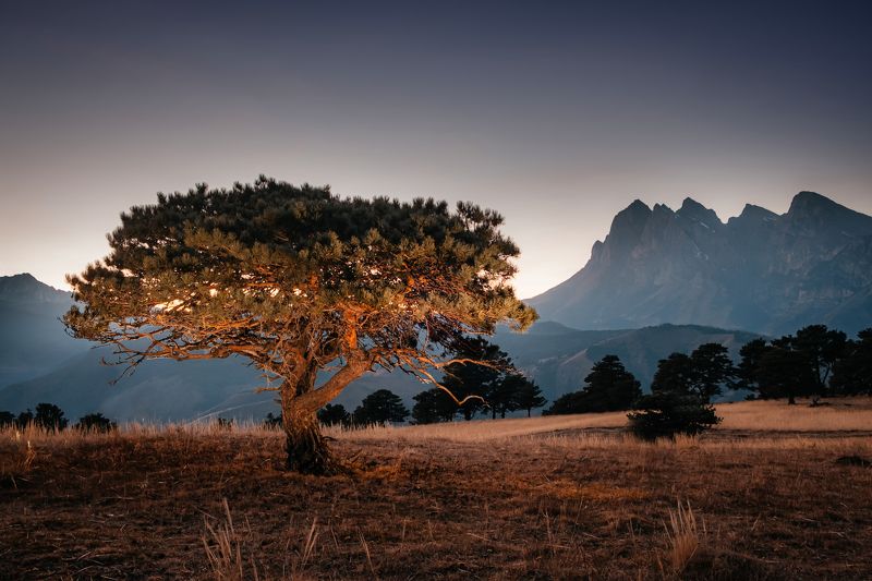 Раскидистая сосна на фоне Цейлоамаphoto preview