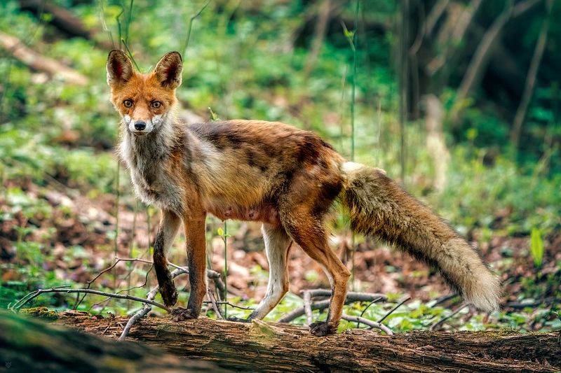 redfox, fox, vulpes, animal, wildlife, wild, forest, Red foxphoto preview