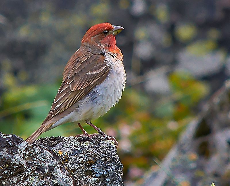 северное приэльбрусье. птицы, чечевица Чечевицаphoto preview