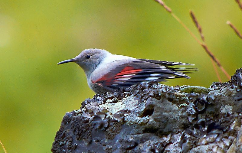 северное приэльбрусье. птицы, краснокрылый стенолаз Краснокрылый стенолазphoto preview