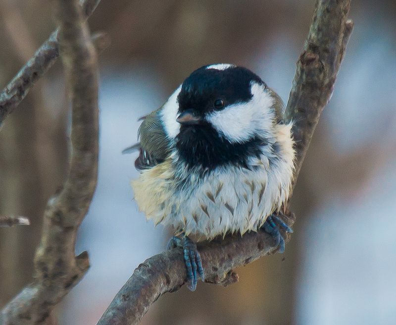 кисловодск, птицы, масковка Масковкаphoto preview