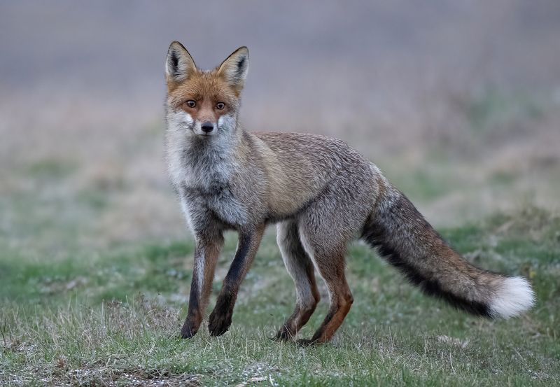 Молодая лисаphoto preview