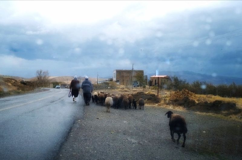 Sheaps in rainphoto preview