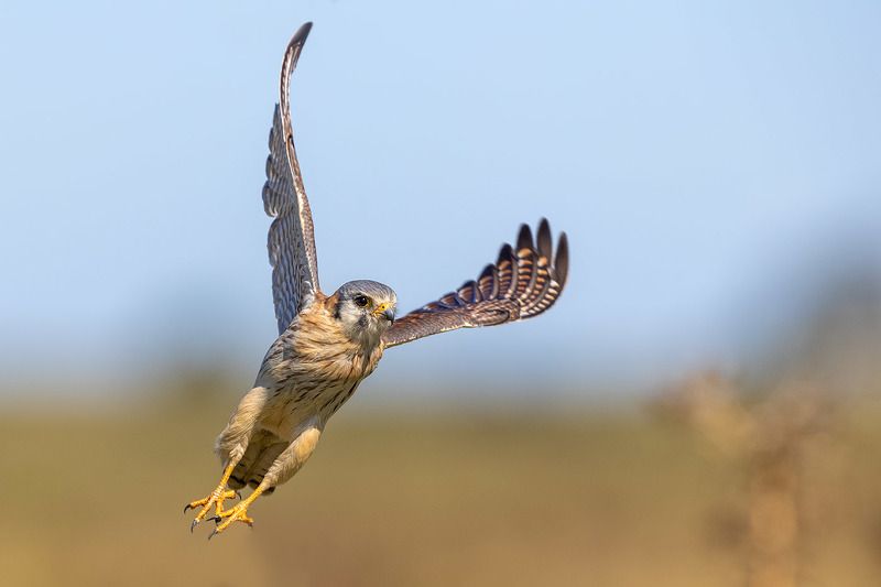 птицы, уругвай ***photo preview