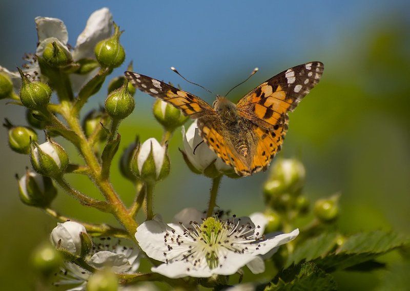 Когда цветёт ежевикаphoto preview