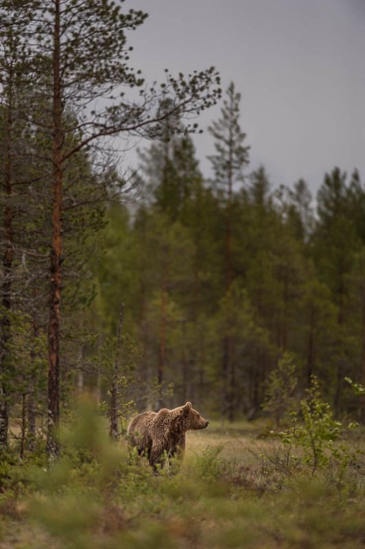 дикая природа, бурые медведи, медведи, Карелия, лес, лето в сосновом лицуphoto preview