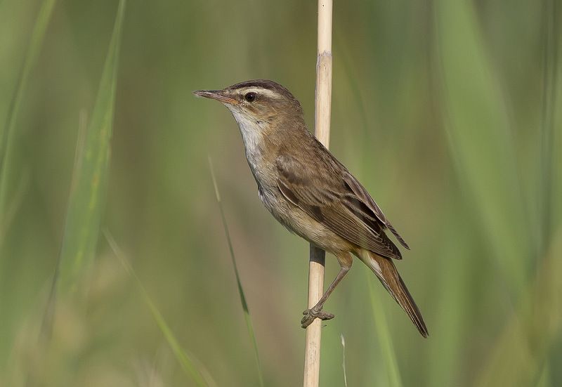 Барсучок, камышевка, камышовка, славковые Камышевка-барсучокphoto preview