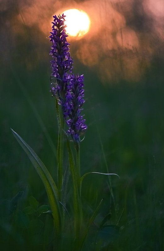 Закат, Луг, Цветы, Ятрышник Все по парам, а мы вдвоемphoto preview