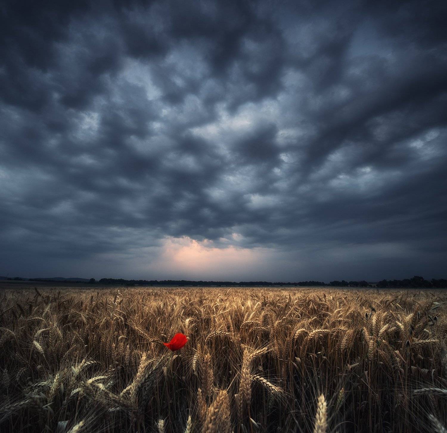 Болгария, Мак, Пшеница, Красимир Матаров