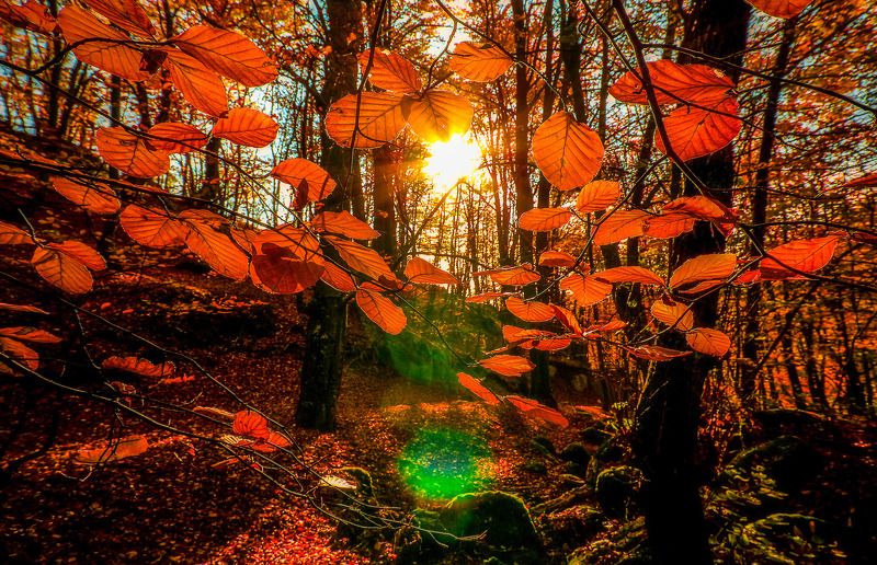 Золото в лесуphoto preview