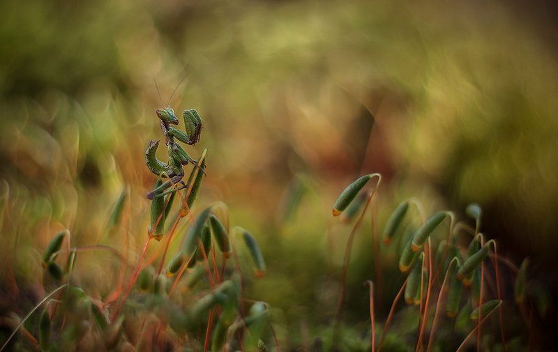 На посту.photo preview