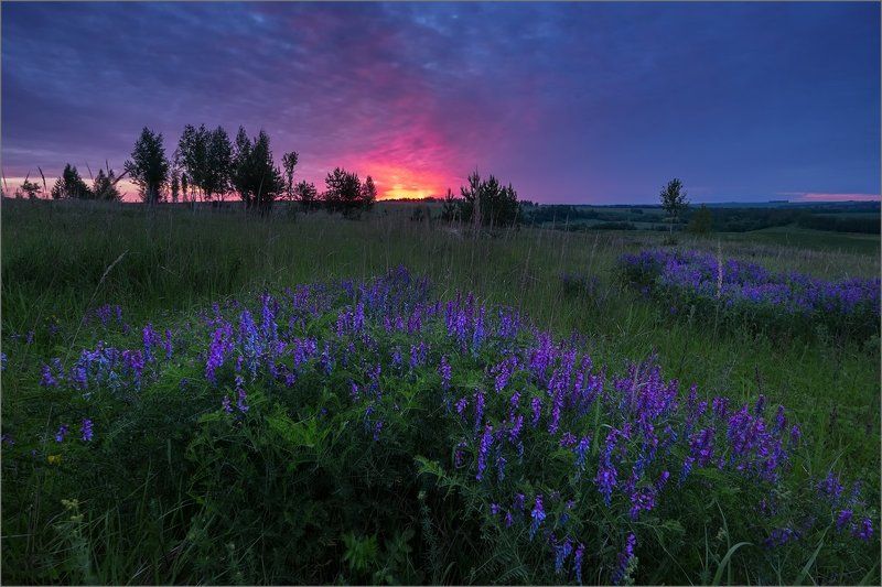sunrise, morning, landscape, nature, russia, flowers Violet Morningphoto preview