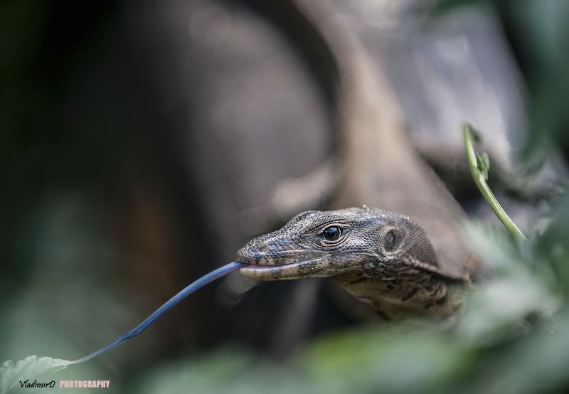 Dragon Eyephoto preview