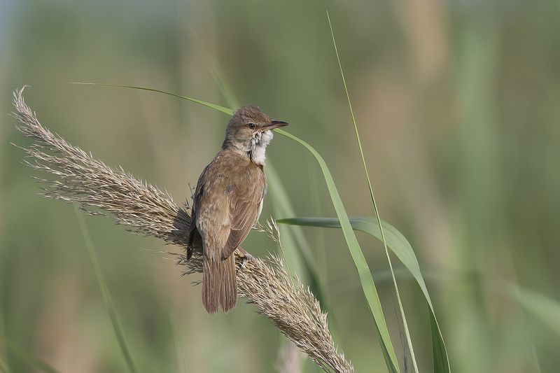 Дроздовидная, камышевка, камышовка Дроздовидная камышевкаphoto preview