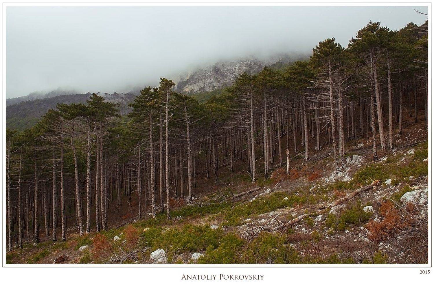 анатолий покровский, крым, лес, облако, сосна, Анатолий Покровский