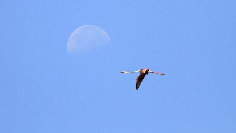 animals,birds,flamingo,7d,400mm,животные,птицы,фламинго Полёт под лунойphoto preview