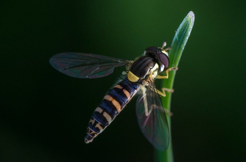 Гусеница, Долгоносик, Животные, Крестовик, Кузнечик, Макро, Макромир, Муха, Насекомые, Паук, Природа, Сибирь Макромир Сибириphoto preview