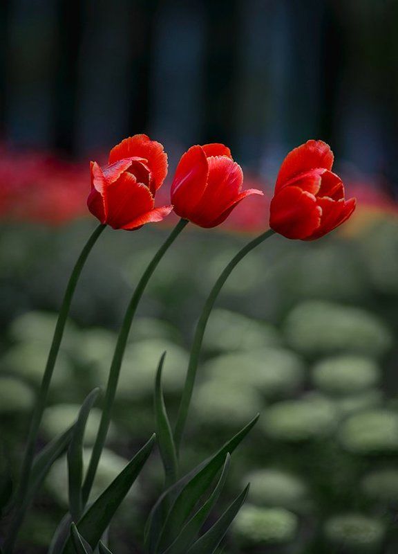 тюльпаны фото превью