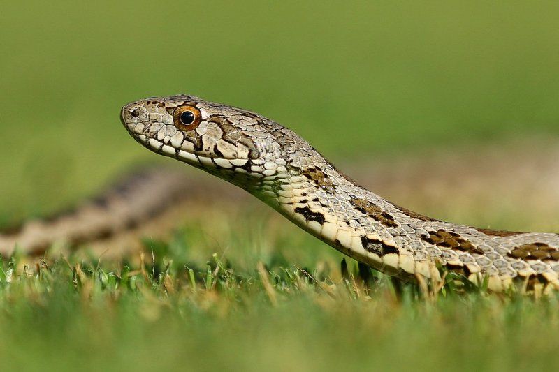 snake, Coin Snakephoto preview