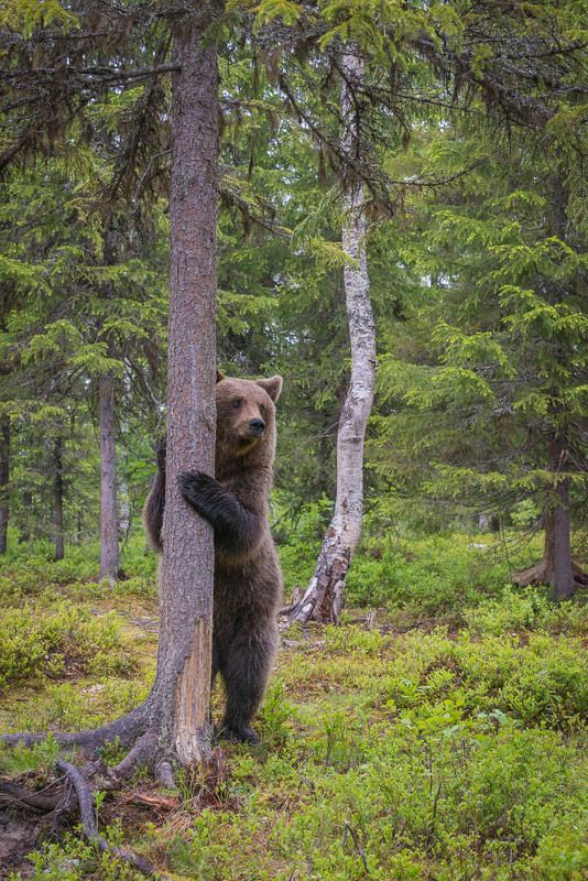 бурые мишки, дикая природа, животные, медведи, Карелия устал, подержусь....photo preview