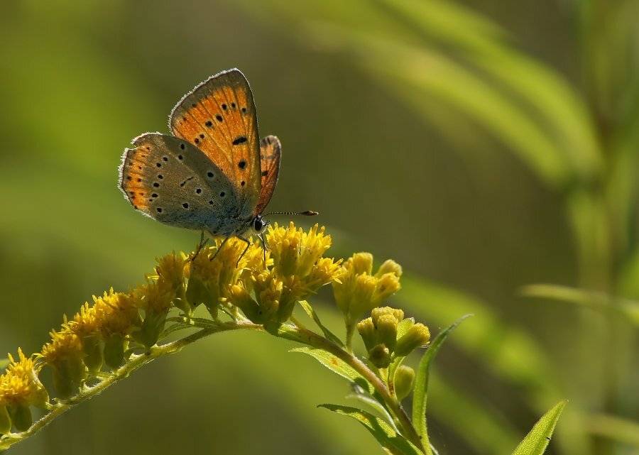 , Чепленко Алексей