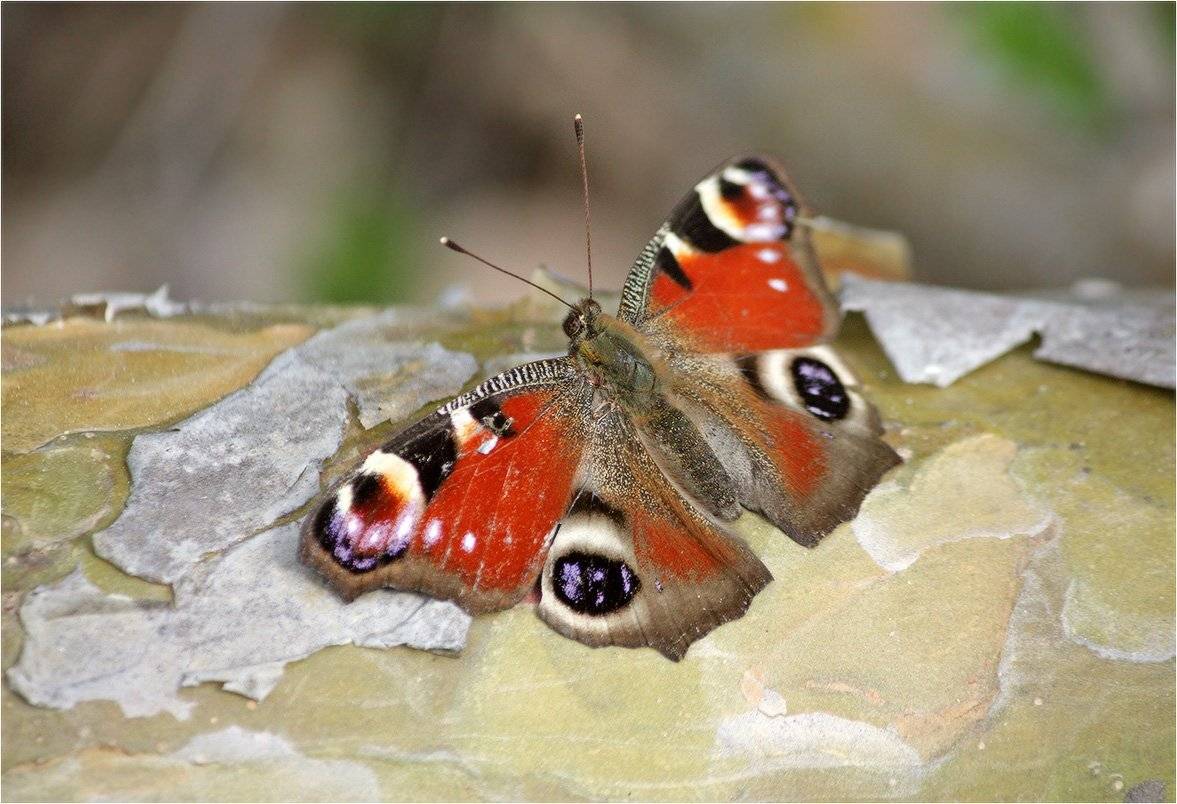 Inachis io. Автор: КарОл , КарОл