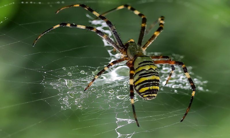 На охотеphoto preview