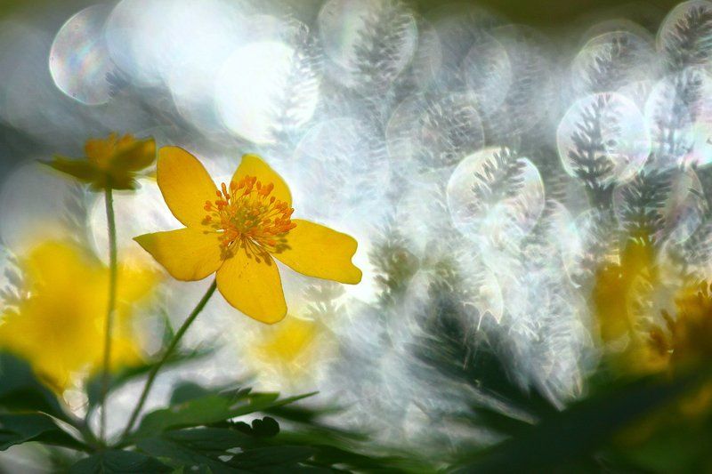 ветреница, первоцветы, цветы, цветок, желтый, весна, природа, дикая природа, флора, блики, макро, макрообъектив, россия Ветреница лютичнаяphoto preview