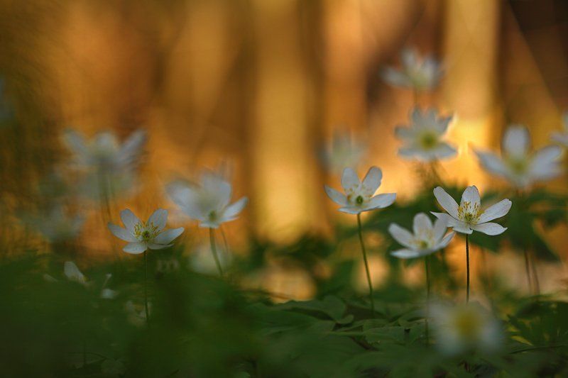 Ветреница дубравнаяphoto preview