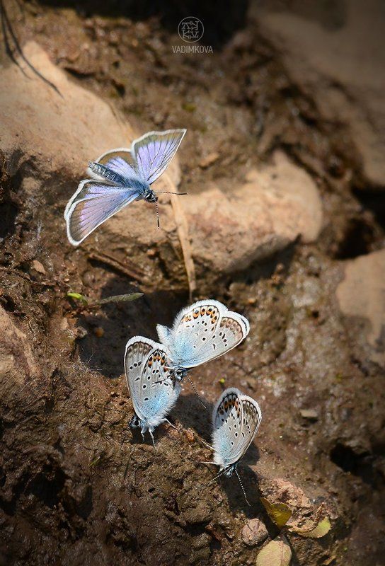 4-й лишний?photo preview