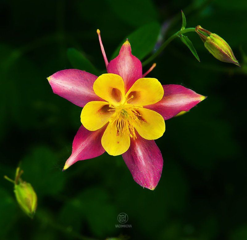 Дачная звездаphoto preview