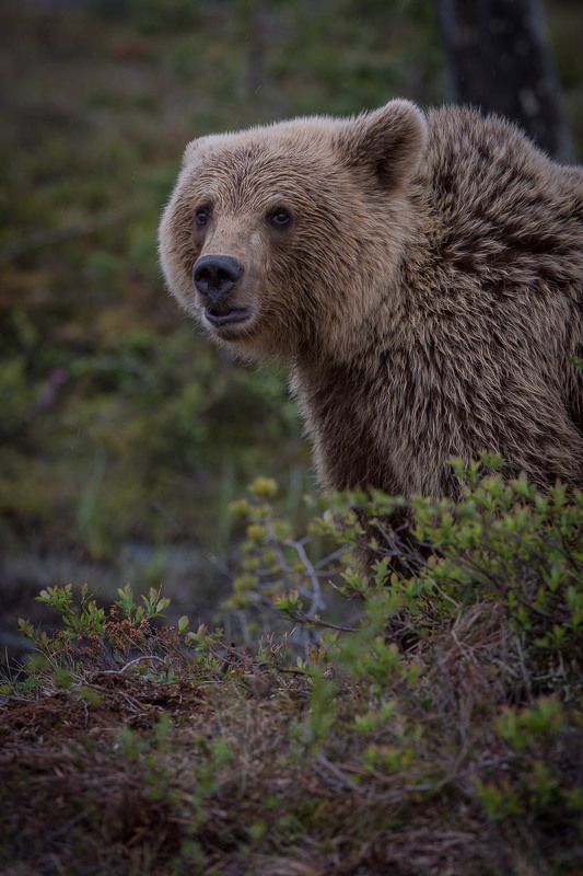 бурые медведи, природа, дикая природа, животные, Карелия, лес пристальный взглядphoto preview
