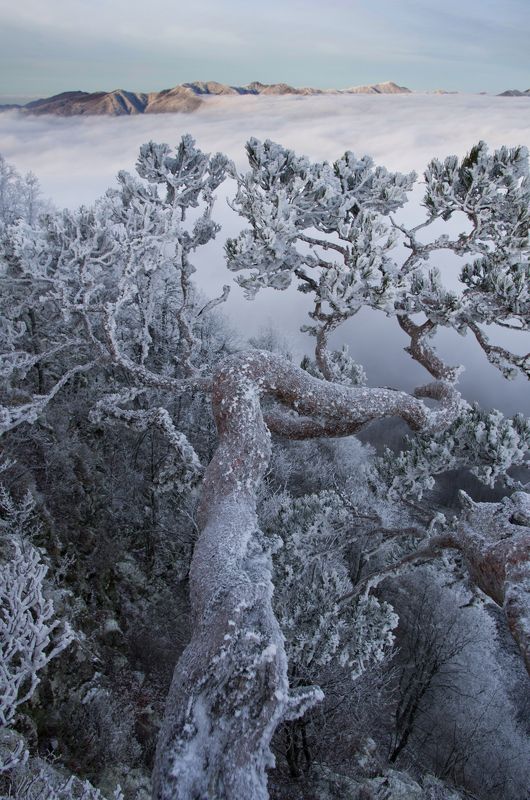 Зимний бонсайphoto preview