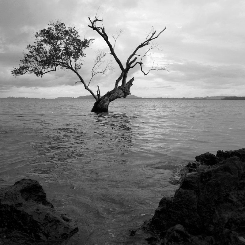 ЧБ, Дерево, Море, Пейзаж, Камни, Азия ***photo preview