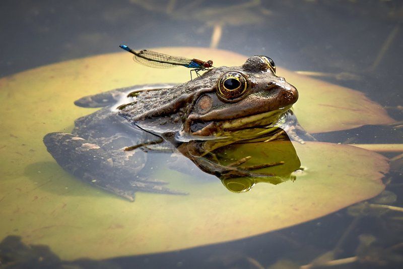 Погода плохая, а тут,  еще зеленая прилипла!photo preview