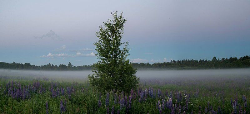 Летнее солнцестояниеphoto preview