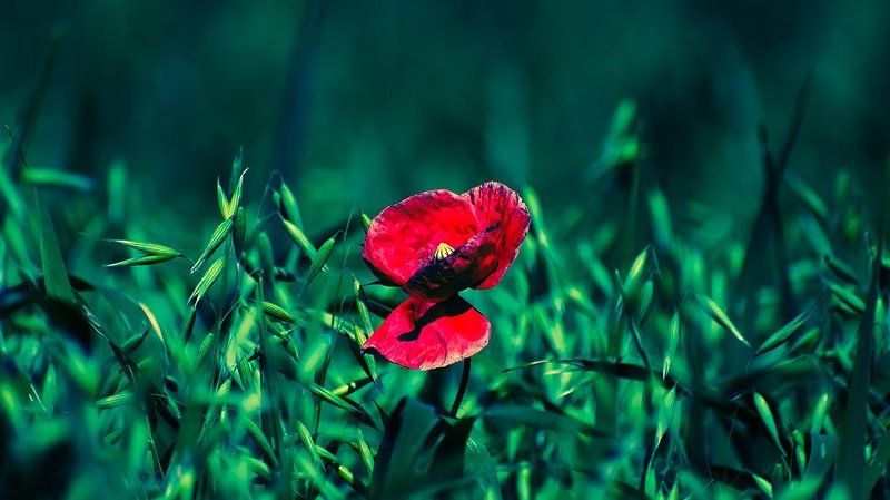 Flanders virginsphoto preview