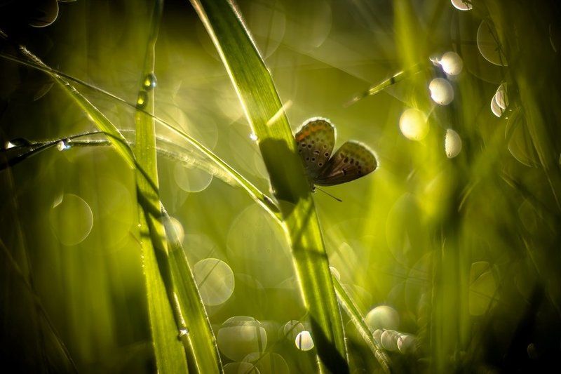 Лишь теплым солнышком согрета...photo preview