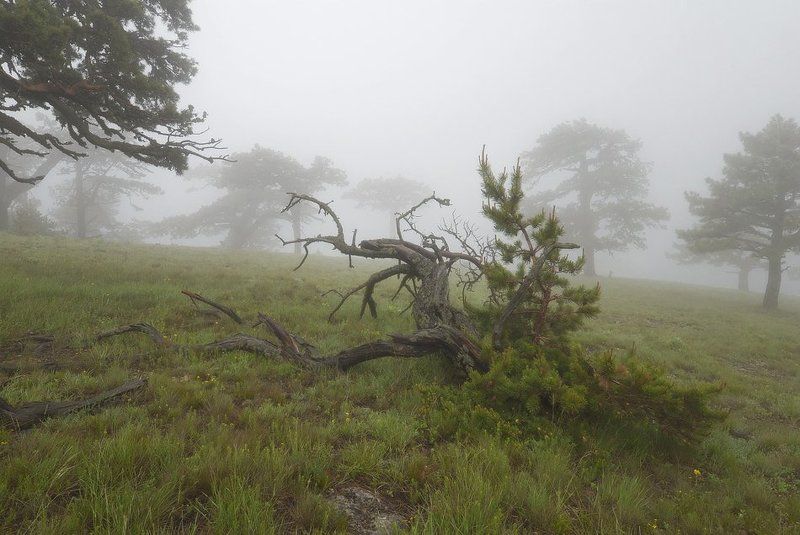 Туманы июня...photo preview