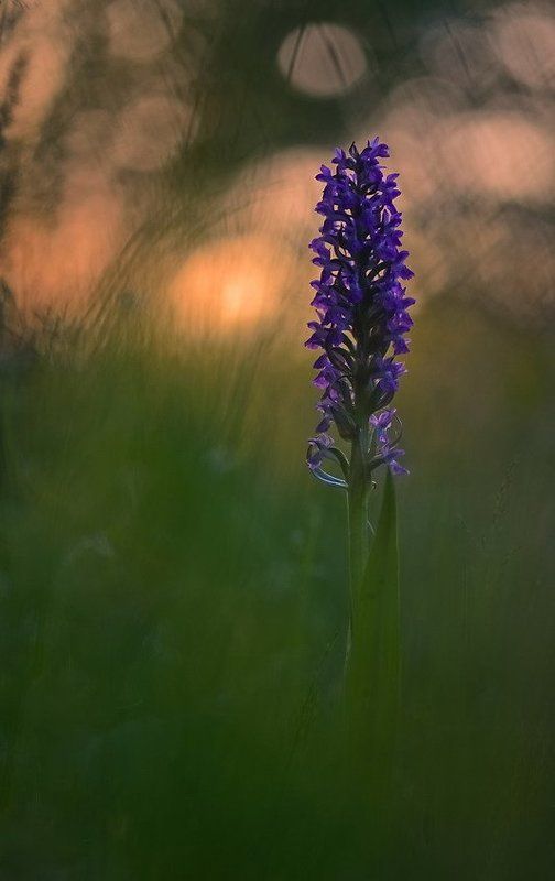 Боке, Вечер, Закат, Лето, Цветы, Ятрышник Вечерняя мелодияphoto preview