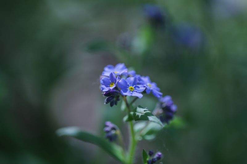 Незабудки лета.photo preview