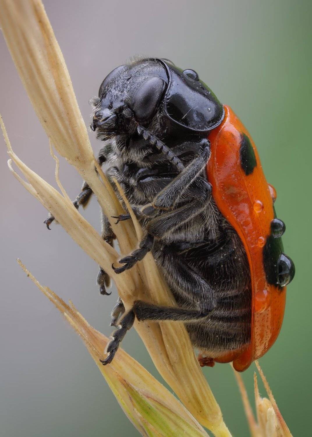 *+*. Автор: Вадим Ходаковский , Вадим Ходаковский