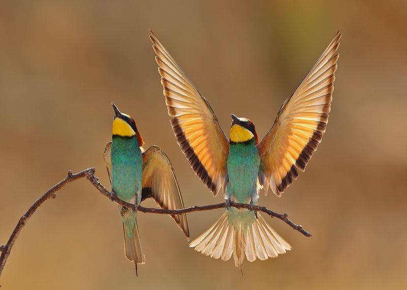 Про Золотистых В золоте солнцаphoto preview