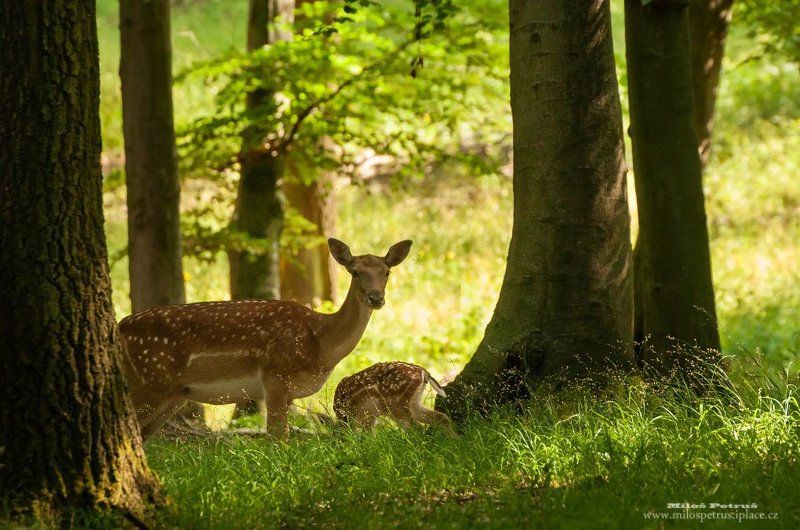 Не Беспокоитьphoto preview