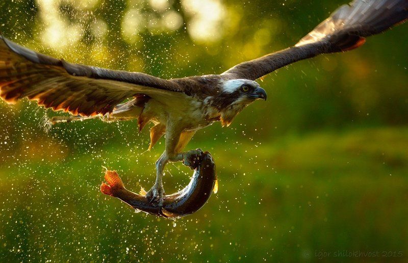 будет рыба на обедphoto preview