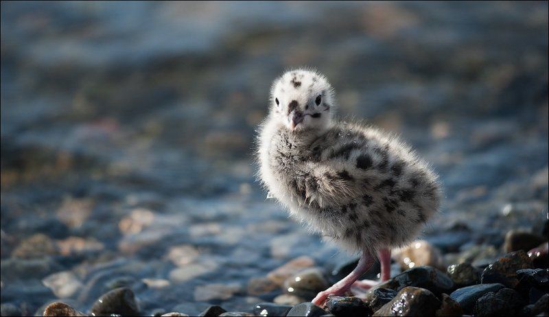 чайка, птенец, цыпленок, Север, Кижи, Онежское озеро Чаечий цыпленокphoto preview