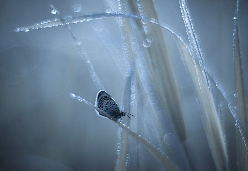 Холодное утро...photo preview