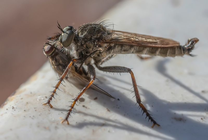 муха ктырь, охота, хищник, насекомые, диптера Хищник и жертваphoto preview